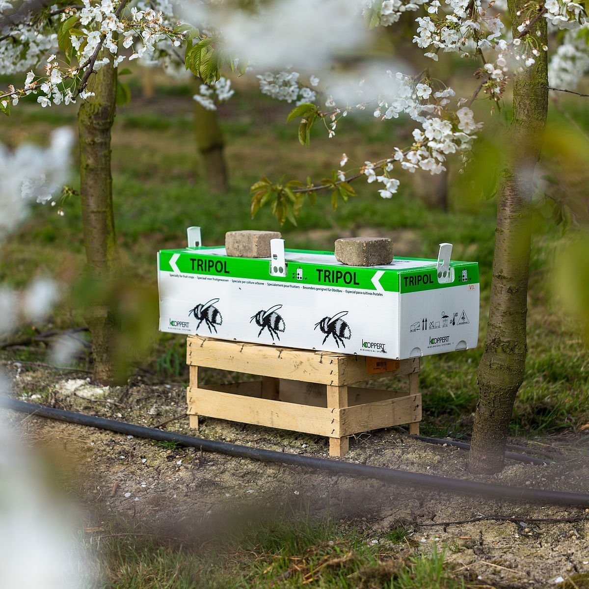 TRIPOL – Abelhões-terrestres Polinizadores